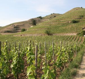 Oenotourisme Vallee du Rhone transport prive Chabeuil Valence